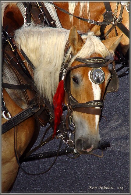 CarriageHorses=689