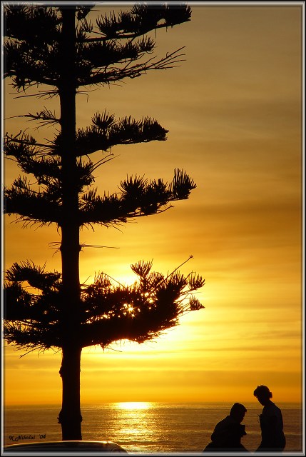 La Jolla Pine=626