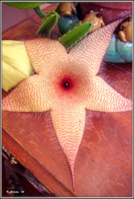 Stapelia gigantea=638