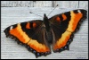 Butterfly-x=612