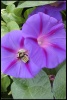 FlowerBee=615