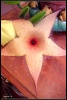 Stapelia gigantea=638